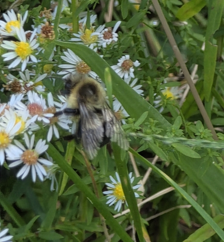 Common Eastern Bumble Bee