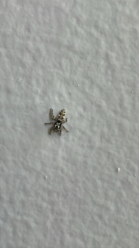 Zebra Jumping Spider