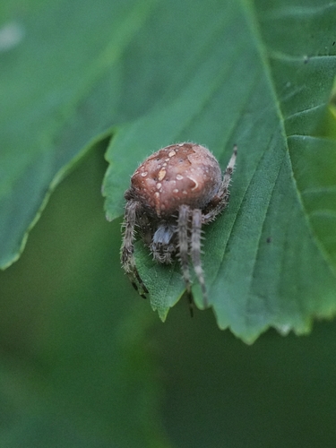 Cross Orbweaver