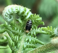 Ditropis pteridis