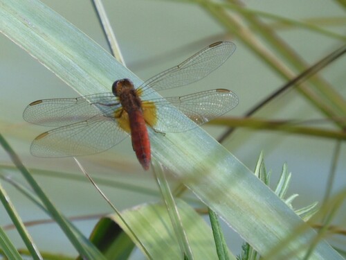 Broad Scarlet