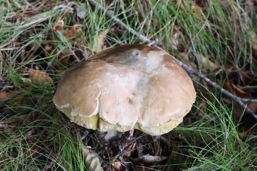 King Bolete