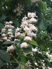 Aesculus hippocastanum