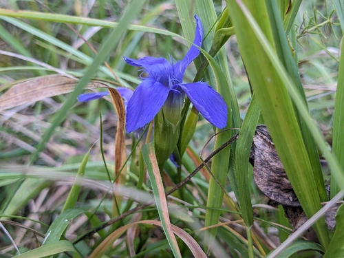 Fringe-flowered Gentian