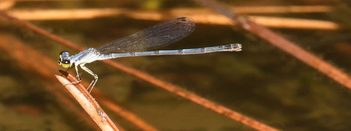 Fragile Forktail