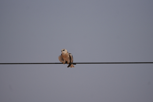 African Black-winged Kite