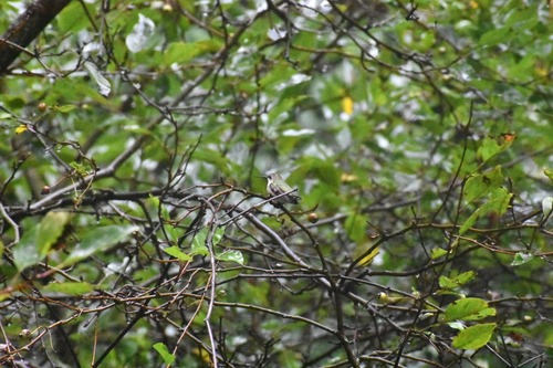 Ruby-throated Hummingbird