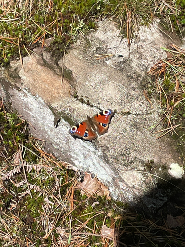 European Peacock Butterfly