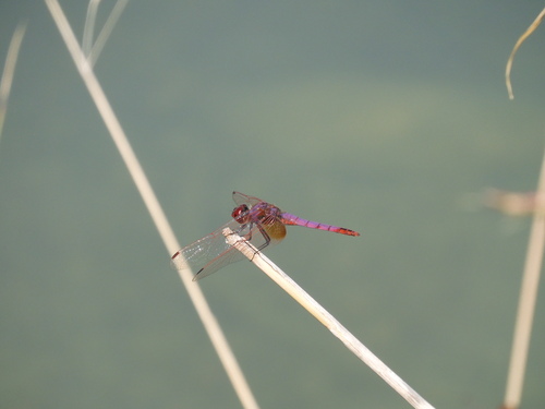 Violet Dropwing