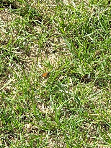 Small Heath
