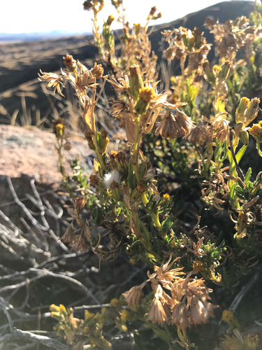 Senecio rufescens