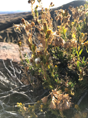 Senecio rufescens