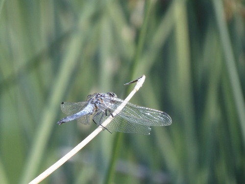 Black-tailed Skimmer