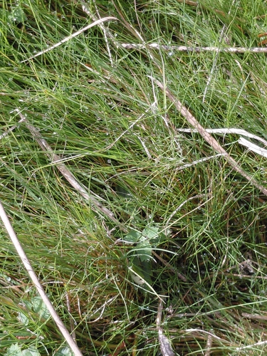 Agrostis canina observed 2026-09-16