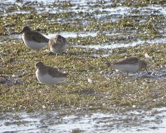 Calidris temminckii