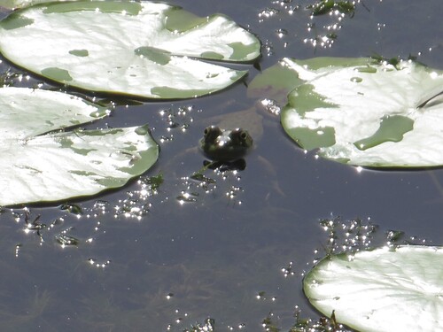 American Bullfrog