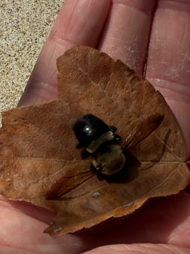 Eastern Carpenter Bee
