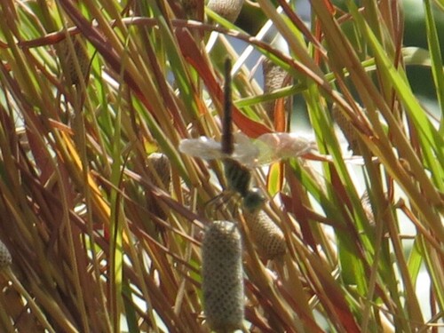 Blue Dasher