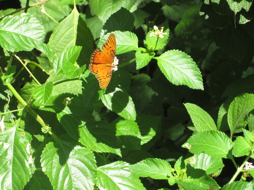 Featured image for “Gulf Fritillary”