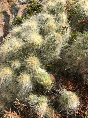 Austrocylindropuntia floccosa, photograph 4