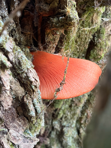 Beefsteak Polypore