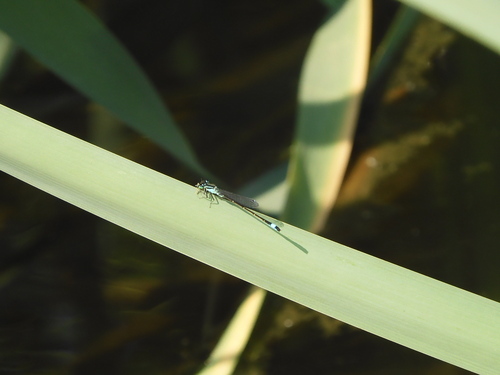 Blue-tailed Damselfly