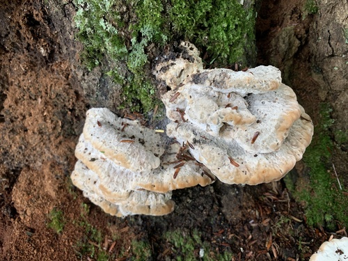 green cheese polypore