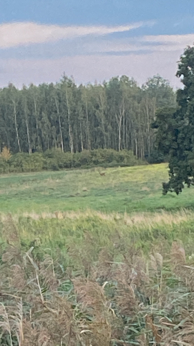 Western Roe Deer