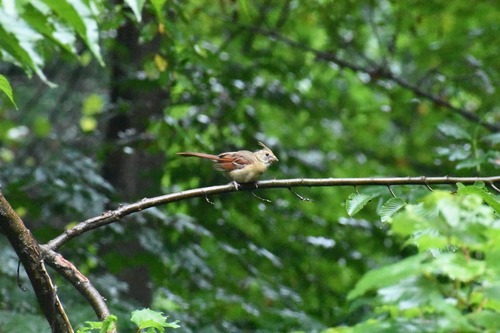 Northern Cardinal