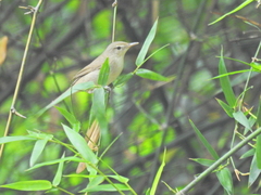 Acrocephalus stentoreus