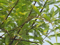Phylloscopus occipitalis