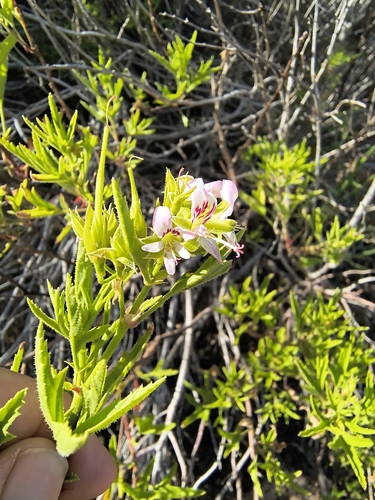 Pelargonium scabrum, photograph 3