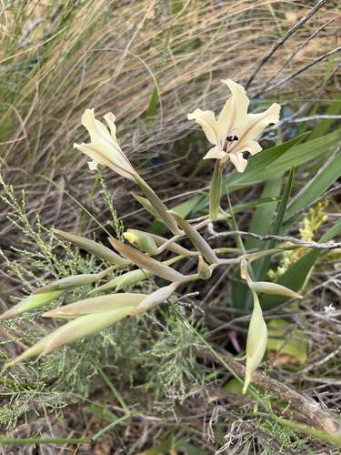 Gladiolus floribundus