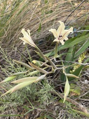 Gladiolus floribundus