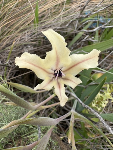 Gladiolus floribundus, photograph 2
