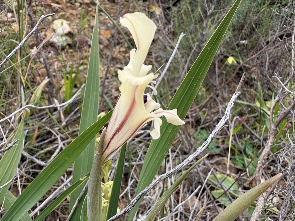 Gladiolus floribundus; photograph (c) Charleen Brunke, some rights reserved (CC BY)