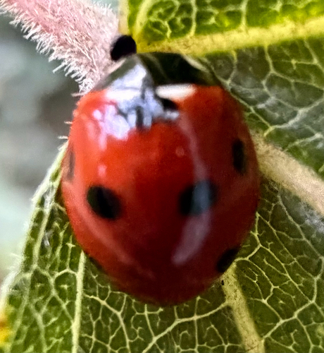 Seven-spotted Lady Beetle