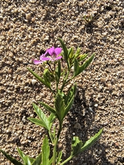 (c) jeanjacquesgodon, some rights reserved (CC BY) Pelargonium scabrum, photograph (c) jeanjacquesgodon, some rights reserved (CC BY)