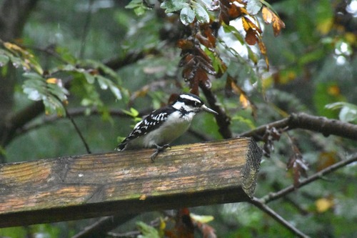 Hairy Woodpecker