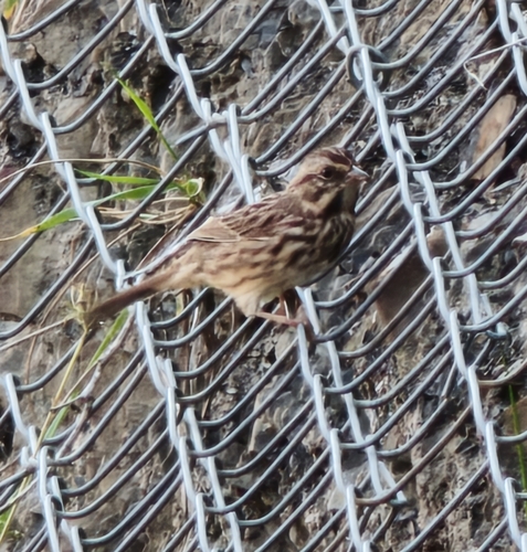 Song Sparrow