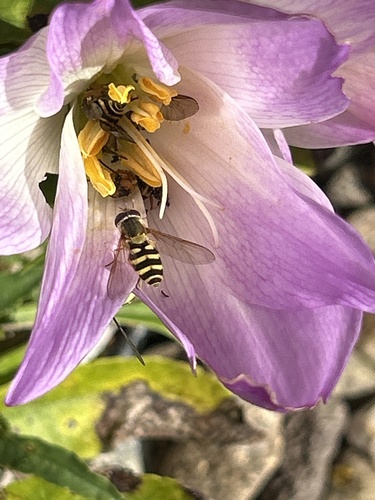 Common Flower Flies