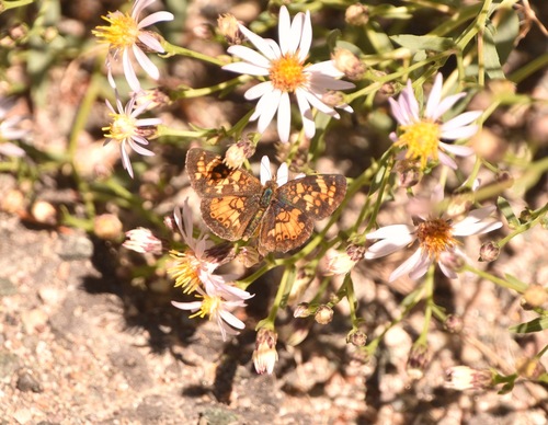 Phyciodes anasazi apsaalooke