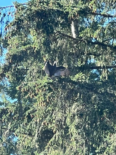 Turkey Vulture