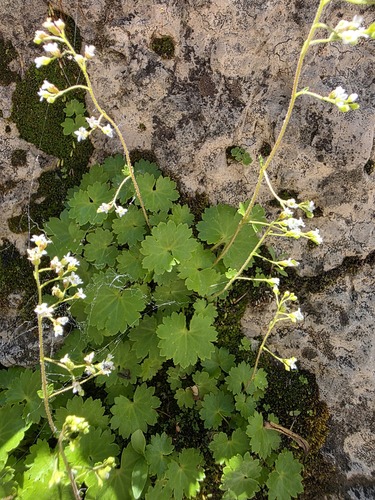 Sullivantia hapemanii var. hapemanii
