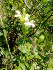 Scutellaria supina