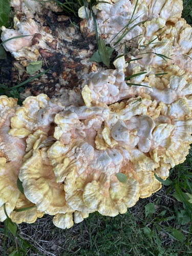 chicken of the woods
