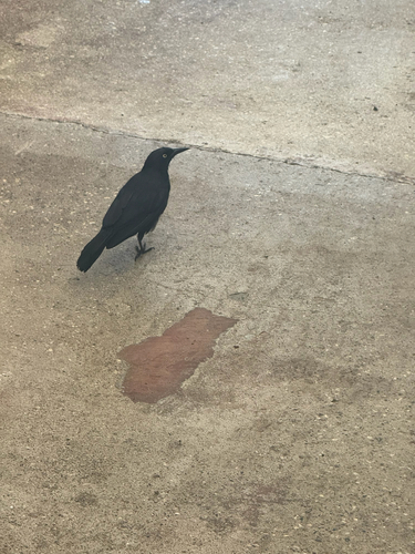 Greater Antillean Grackle