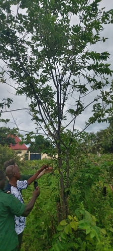 Holarrhena floribunda