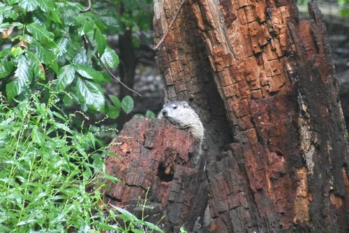 Groundhog