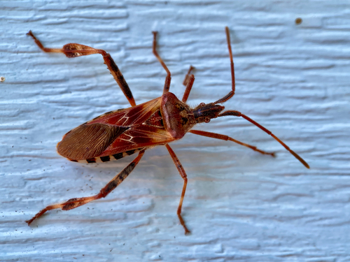Western Conifer Seed Bug